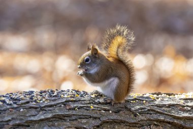 Parktaki Amerikan kırmızı sincabı (Tamiasciurus hudsonicus) ayçekirdeği yer.