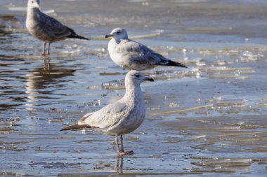 İlk kışın yavru kuşu Glaucous Gull (Larus hyperboreus). Arka planda martılar.