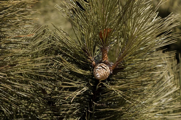 Pine tree. Branch of black pine with a cone. In the US and Canada, the European black pine is planted as a street tree, and as an ornamental tree in gardens and parks.