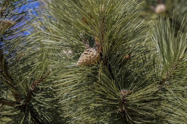 Pine tree. Branch of black pine with a cone. In the US and Canada, the European black pine is planted as a street tree, and as an ornamental tree in gardens and parks.