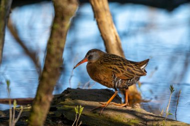 Virginia Demiryolları (Rallus limicola) bataklıkta Wisconsin 'den narural scene