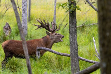 Avrupa kızıl geyiği (Cervus elaphus), geyikgiller (Cervidae) familyasından bir geyik türü.