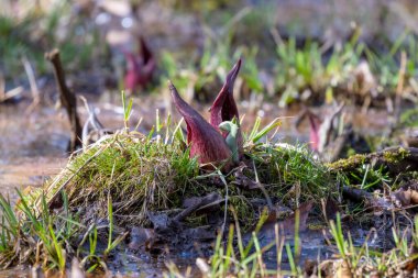 Kokarca lahanası (Symplocarpus foetidus), Wisconsin 'de ilkbaharda büyüyüp çiçek açan ilk yerel bitkilerden biridir..