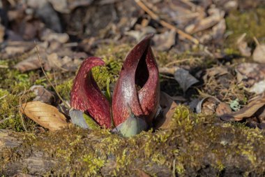 Kokarca lahanası (Symplocarpus foetidus), Wisconsin 'de ilkbaharda büyüyüp çiçek açan ilk yerel bitkilerden biridir..