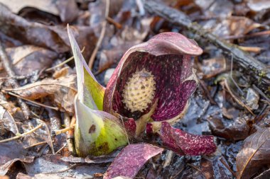 Kokarca lahanası (Symplocarpus foetidus), Wisconsin 'de ilkbaharda büyüyüp çiçek açan ilk yerel bitkilerden biridir..