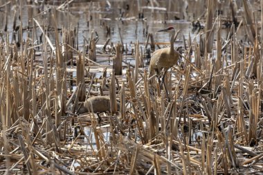 Yuvanın yanında bataklığa yumurtlamış bir çift sanhill turna kuşu.