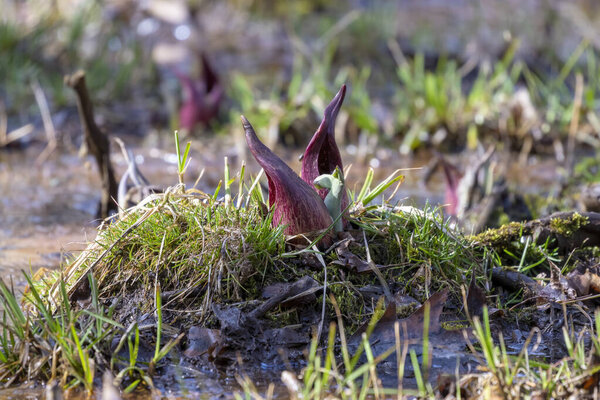 Skunk cabbage (Symplocarpus foetidus)is one of the first native  plants to grow and bloom in early spring in the Wisconsin.
