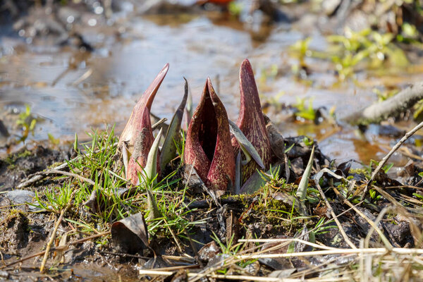 Skunk cabbage (Symplocarpus foetidus)is one of the first native  plants to grow and bloom in early spring in the Wisconsin.