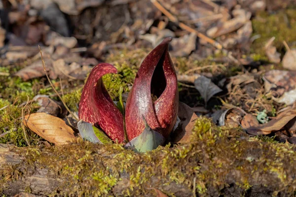 Kokarca lahanası (Symplocarpus foetidus), Wisconsin 'de ilkbaharda büyüyüp çiçek açan ilk yerel bitkilerden biridir..