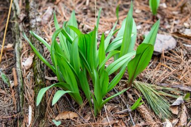 Wild Ramps - wild garlic ( Allium tricoccum), commonly known as ramp, ramps, spring onion,  wild leek, wood leek.  North American species of wild onion. in Canada, ramps are considered rare delicacies clipart