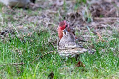 Ev ispinozu (Carpodacus mexicanus), baharda çiftleşir.