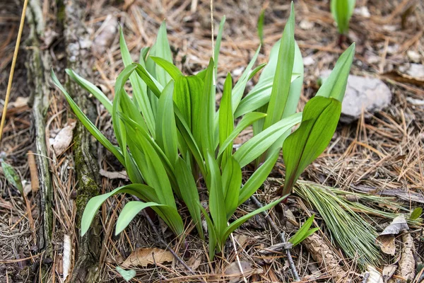 Dzikie Rampy Dziki Czosnek Allium Tricoccum Powszechnie Znany Jako Rampa — Zdjęcie stockowe