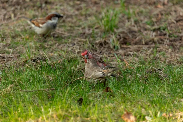 Будинок Дрібкою Carpodacus Mexicanus Пара Пружині — стокове фото