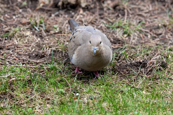 アメリカの喪鳩 英語版 としても知られる喪鳩 ゼナイダ マクローラ 口語的にカメの鳩としても知られ かつてはカロライナの鳩とカロライナのカメ鳩としても知られていた — ストック写真