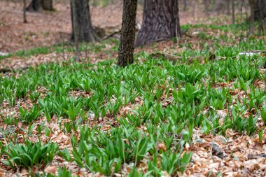 Wild Ramps - wild garlic ( Allium tricoccum), commonly known as ramp, ramps, spring onion, wild leek, wood leek. North American species of wild onion. in Canada, ramps are considered rare delicacies clipart