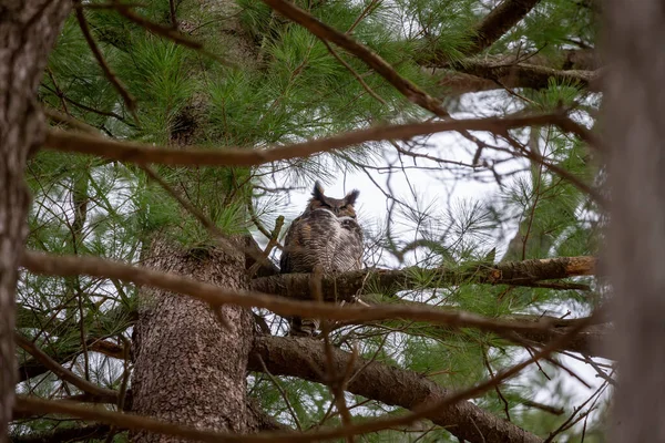 Grand Hibou Cornu Assis Sur Une Couronne Arbre — Photo