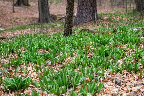 Allium Tricoccum 일반적으로 경사로 경사로 장작더미로 알려져 아메리카의 캐나다에서는 기러기 — 스톡 사진