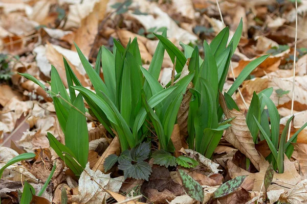 Wild Ramps - wild garlic ( Allium tricoccum), commonly known as ramp, ramps, spring onion, wild leek, wood leek. North American species of wild onion. in Canada, ramps are considered rare delicacies