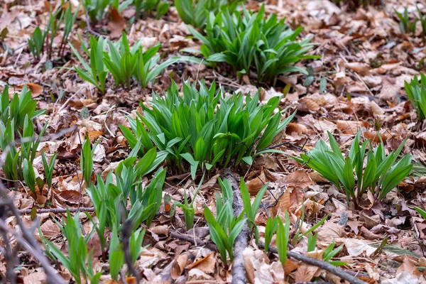 Rampas Selvagens Alho Selvagem Tricoccum Allium Vulgarmente Conhecido Como Rampa — Fotografia de Stock