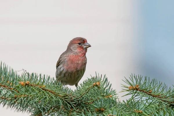 Pěnkava Carpodacus Mexicanus Sedí Smrkové Větvi — Stock fotografie