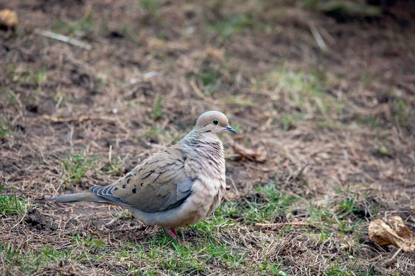 미국의 비둘기 비비둘기 털북숭이 비둘기로 도알려져 있으며 캐롤라이나 비둘기와 캐롤라이나 — 스톡 사진