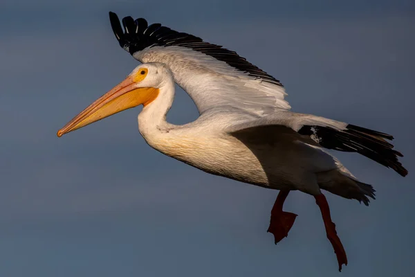 Pelicano Branco Americano Pelecanus Erythrorhynchos Voo — Fotografia de Stock