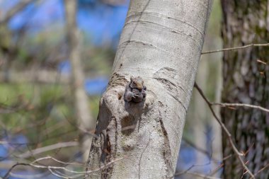 Sincap yavrusunu ağzında ve kollarında daha güvenli bir yere taşıyor..