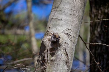 Sincap yavrusunu ağzında ve kollarında daha güvenli bir yere taşıyor..