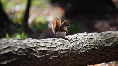 Amerikan kırmızı sincabı (Tamiasciurus hudsonicus) çam sincabı, Kuzey Amerika kırmızı sincabı ve chickaree olarak bilinir..