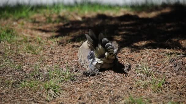 Zenaida Macroura 也被称为美国哀鸽 American Mourning Dove Rain Dove 俗称海龟鸽 Turtle — 图库视频影像