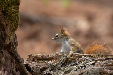 Amerikan kırmızı sincabı (Tamiasciurus hudsonicus) çam sincabı, Kuzey Amerika kırmızı sincabı ve chickaree olarak bilinir..