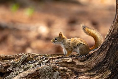 American red squirrel ((Tamiasciurus hudsonicus) known as the pine squirrel, North American red squirrel and chickaree. clipart
