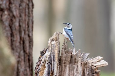 Beyaz göğüslü naylon (Sitta carolinensis)