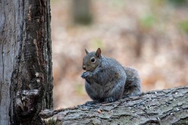 Parktaki doğu gri sincabı (Sciurus carolinensis)