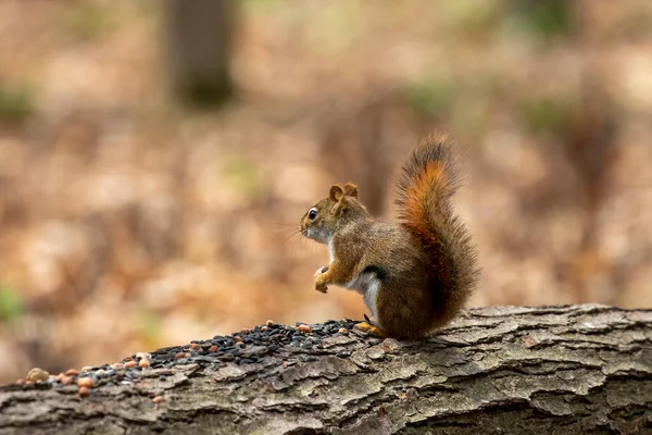 Amerikanisches Rotes Eichhörnchen Tamiasciurus Hudsonicus Bekannt Als Kiefernhörnchen Nordamerikanisches Rotes — Stockfoto