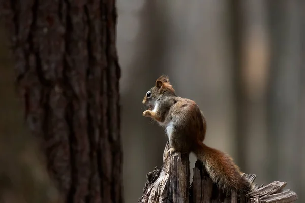 Amerikanisches Rotes Eichhörnchen Tamiasciurus Hudsonicus Bekannt Als Kiefernhörnchen Nordamerikanisches Rotes — Stockfoto