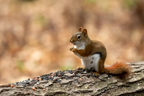 Esquilo Vermelho Americano Tamiasciurus Hudsonicus Conhecido Como Esquilo Pinho Esquilo — Fotografia de Stock