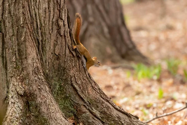 アメリカン レッド Tamiasciurus Hudsonicus アメリカン レッド ノース アメリカン レッド ヒカレー — ストック写真