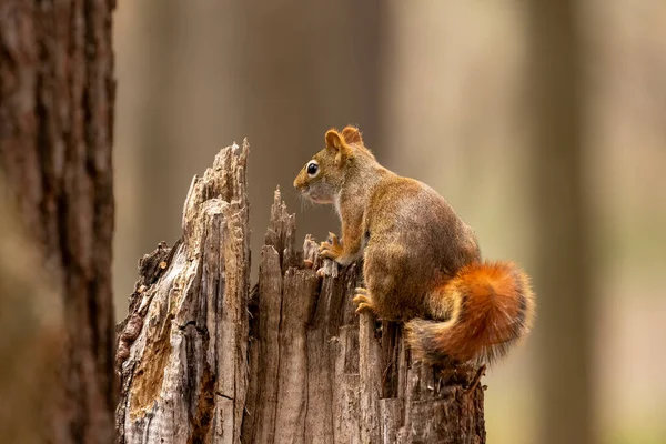 Écureuil Roux Amérique Tamiasciurus Hudsonicus Connu Sous Nom Écureuil Des — Photo