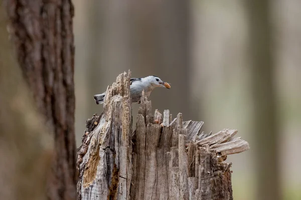 Beyaz Göğüslü Naylon Sitta Carolinensis — Stok fotoğraf