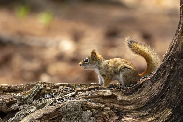 Esquilo Vermelho Americano Tamiasciurus Hudsonicus Conhecido Como Esquilo Pinho Esquilo — Fotografia de Stock