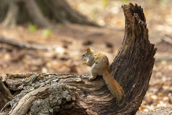 Amerikanisches Rotes Eichhörnchen Tamiasciurus Hudsonicus Bekannt Als Kiefernhörnchen Nordamerikanisches Rotes — Stockfoto