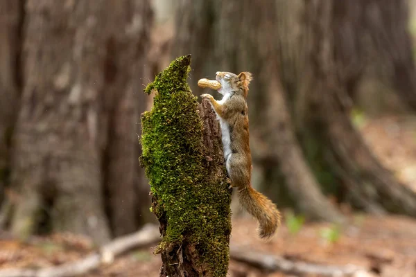 Esquilo Vermelho Americano Tamiasciurus Hudsonicus Conhecido Como Esquilo Pinho Esquilo — Fotografia de Stock
