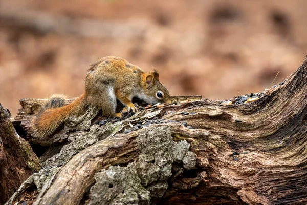 Американская Красная Белка Tamiasciurus Hudsonicus Известная Сосновая Белка Североамериканская Красная — стоковое фото