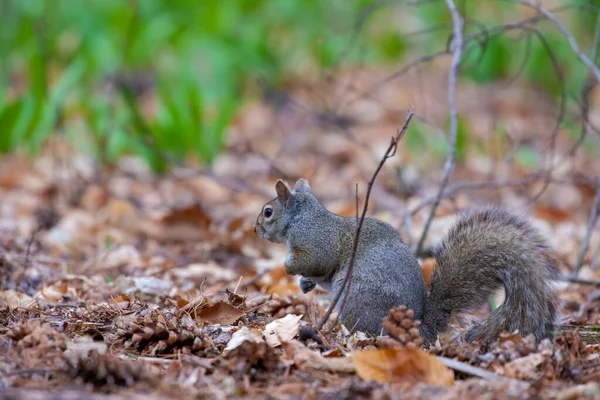 Східна Сіра Білка Sciurus Carolinensis Парку — стокове фото