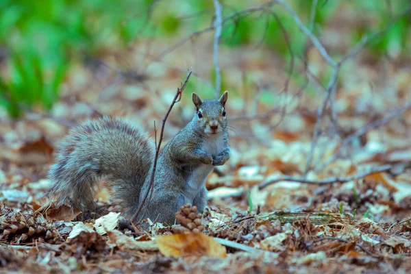 Ανατολικός Γκρίζος Σκίουρος Sciurus Carolinensis Στο Πάρκο — Φωτογραφία Αρχείου