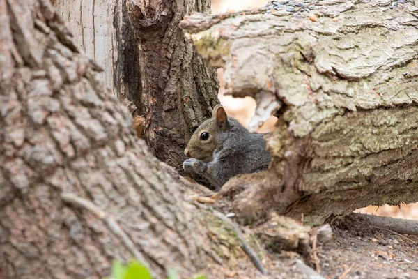 Esquilo Cinzento Oriental Sciurus Carolinensis Parque — Fotografia de Stock