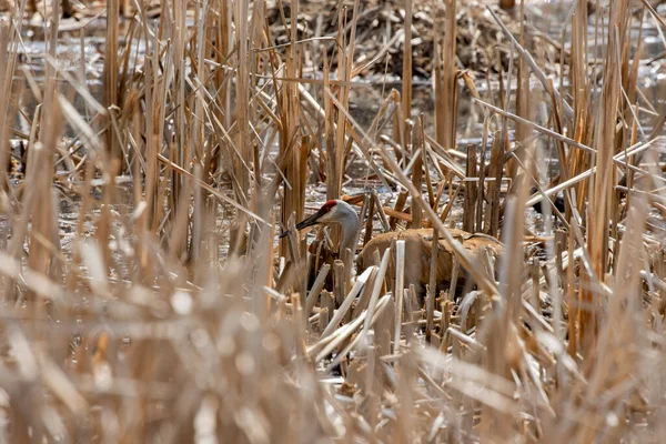 Guindaste Antigone Canadensis Perto Ninho Cena Natural Wisconsin Durante Aninhamento — Fotografia de Stock