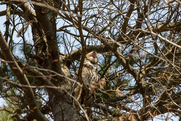 木の冠に隠された大きな角のついたフクロウ — ストック写真