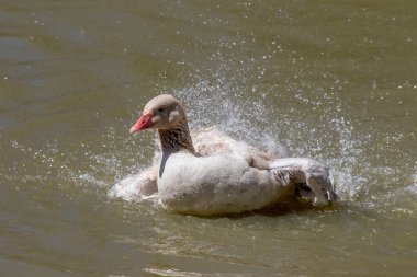 Amerikan Buff Goose, Amerika Birleşik Devletleri 'ne özgü bir evcil kaz türüdür.
